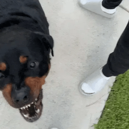 Bark Remote
